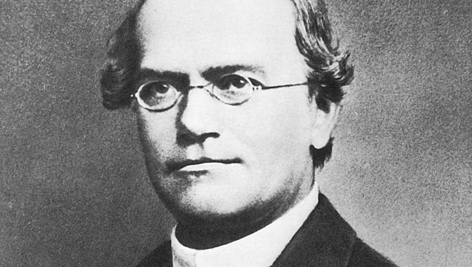 mendel