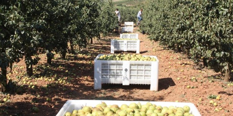 prejuízo agricultura