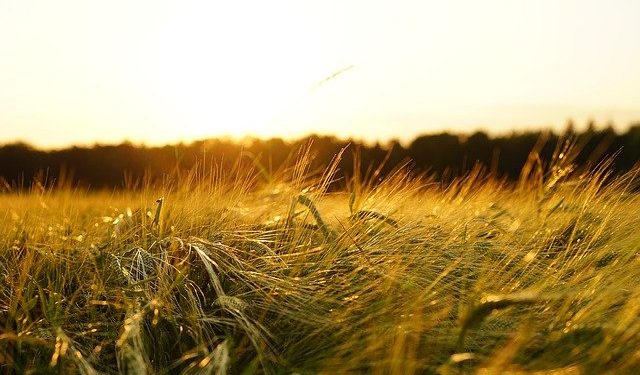 barley