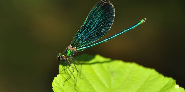 biodiversidade