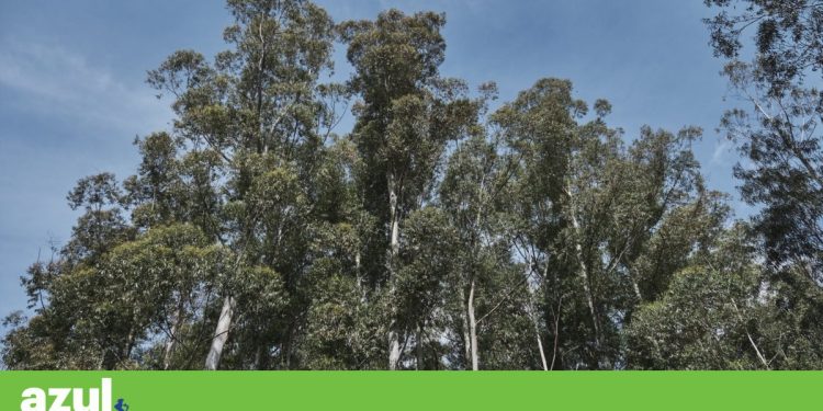 plantação de eucaliptos
