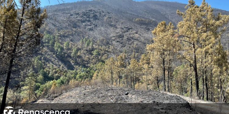 incendio serra