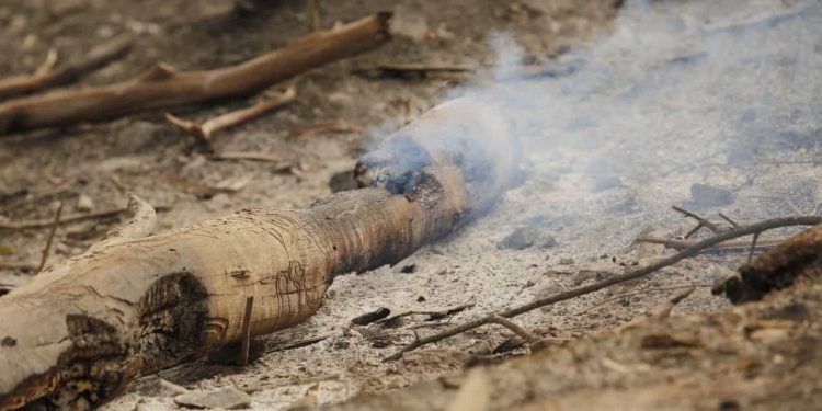Incêndios na Argélia