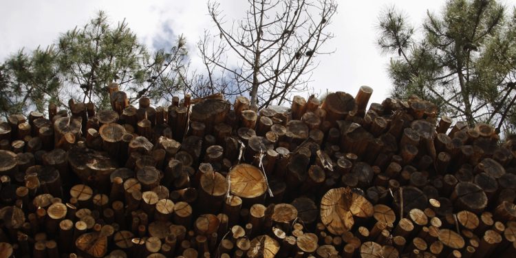 arranque de eucalipto