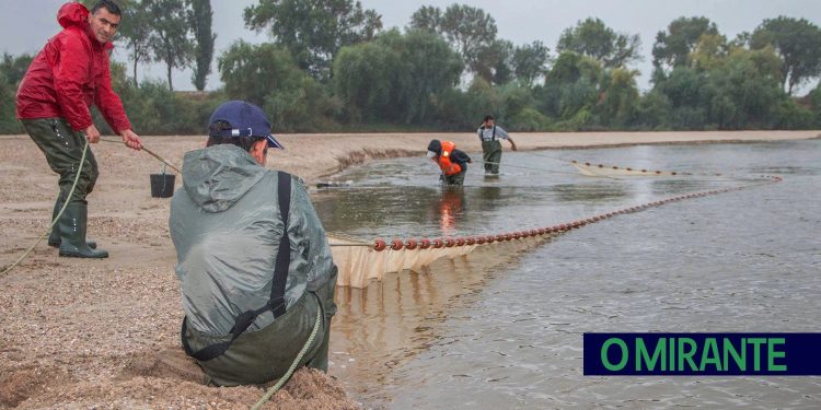 Peixes exóticos no rio Tejo