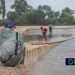 Peixes exóticos no rio Tejo