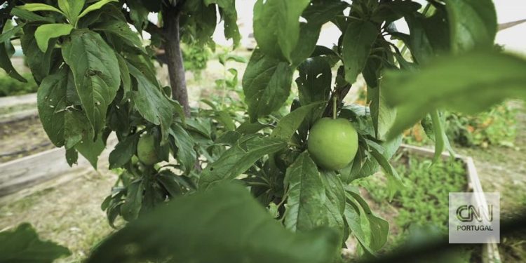 agricultura biológica