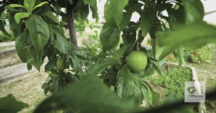 agricultura biológica