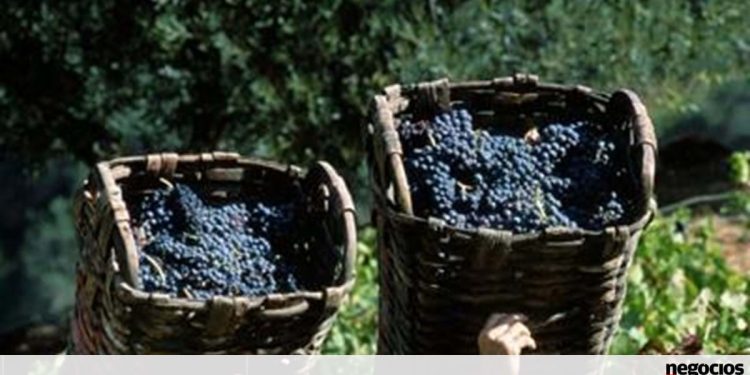 apoio empresas douro