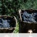 apoio empresas douro