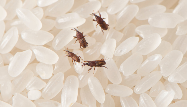 armazenamento de arroz