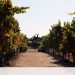 Quinta da Pacheca